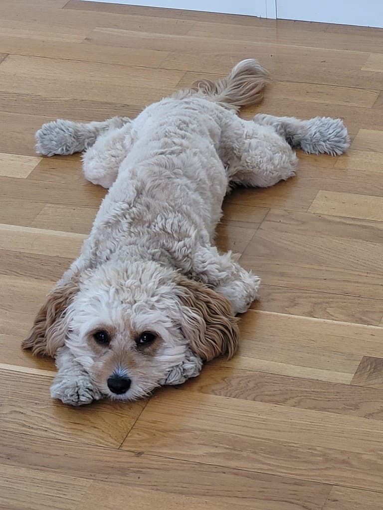 Kompis, Head of Zoomies