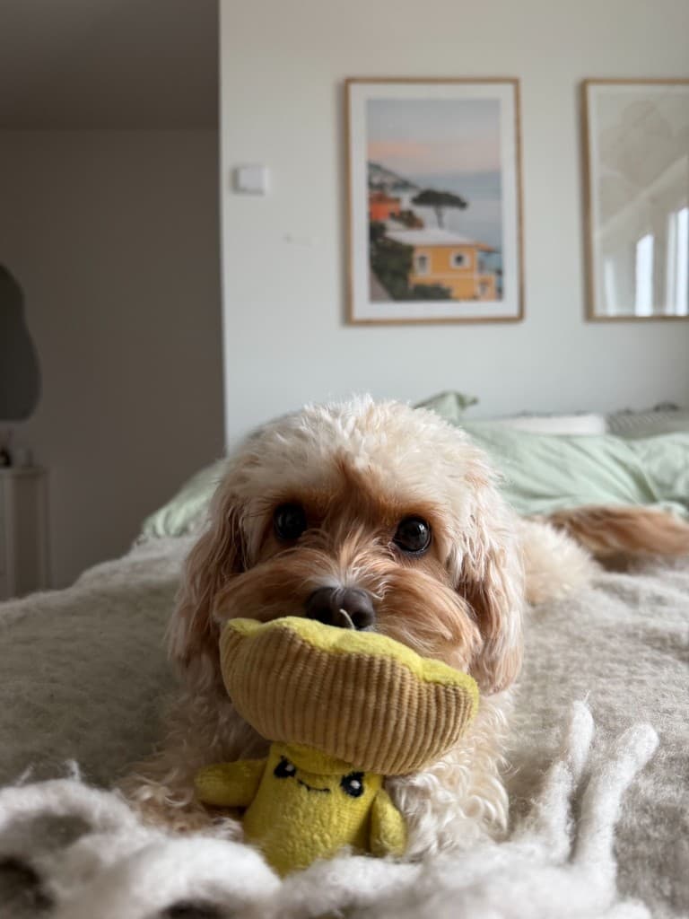 Sally, Head of Woof